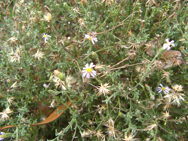 daisy